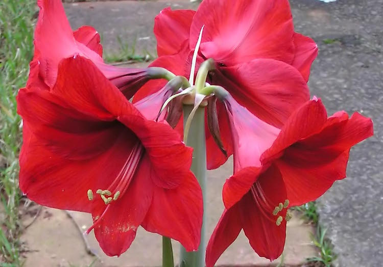 How to bring Amaryllis back into bloom