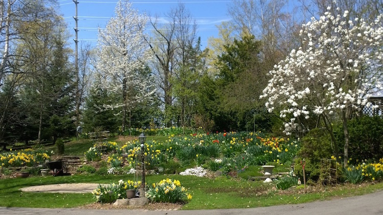 What is the difference between Narcissuses and Daffodils?