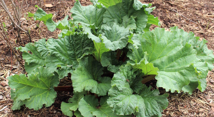 How to Start a Rhubarb Patch