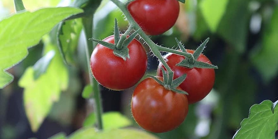 Virtual Event – Craig LeHoullier: Epic Tomatoes for YOUR Garden (Oct 28)