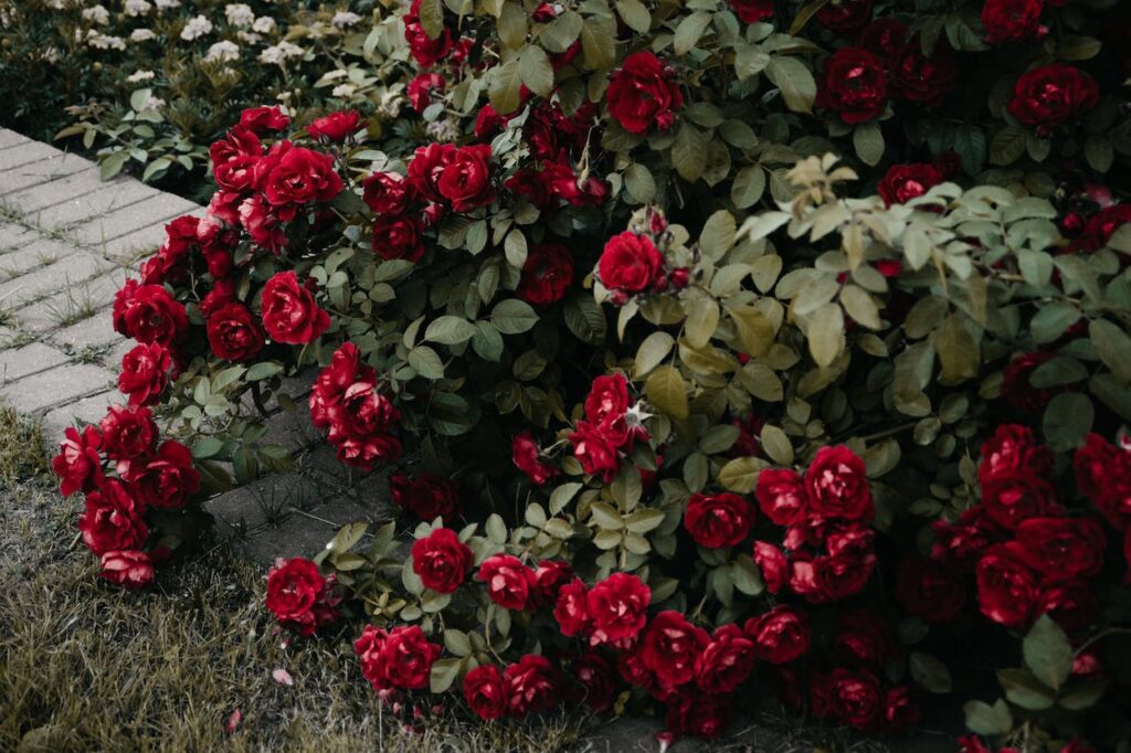 red roses cascading onto paved garden path